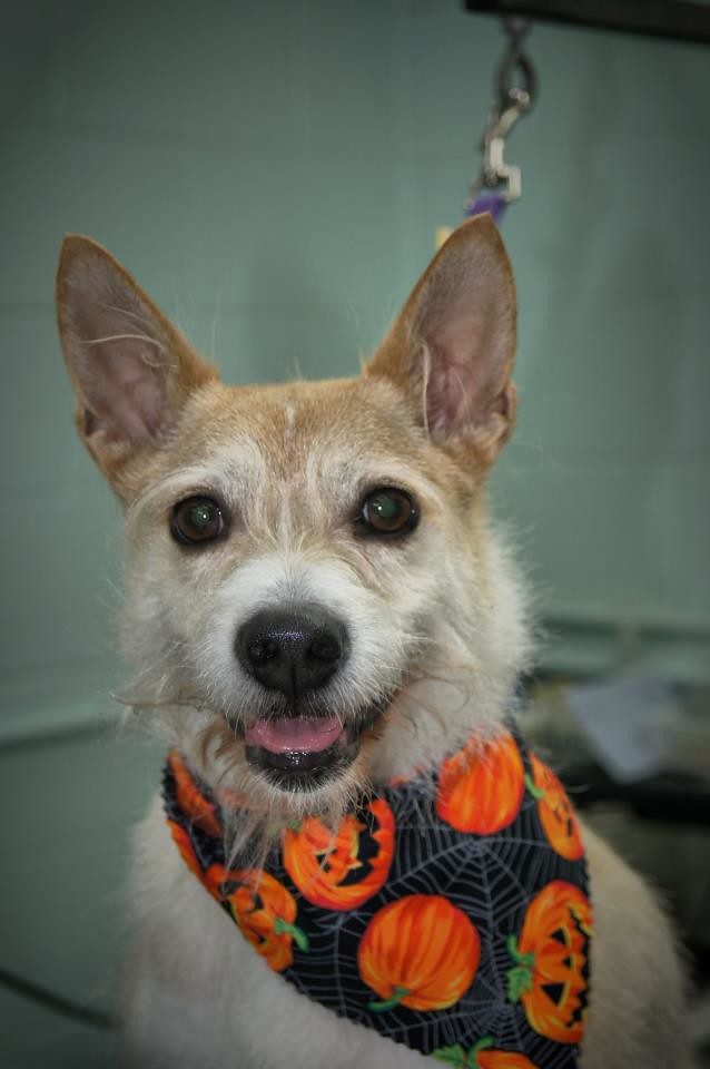 Patti's Pet perfection My grooming , my best friends !!! Flickr