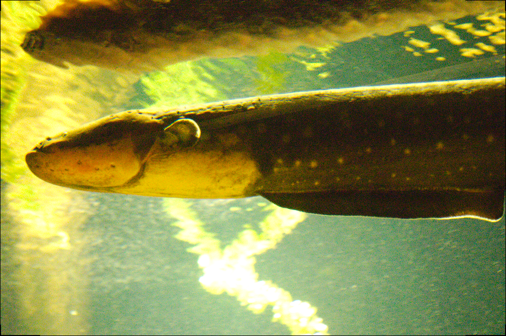 Electric Eel One of the most unique animals in existence, … Flickr