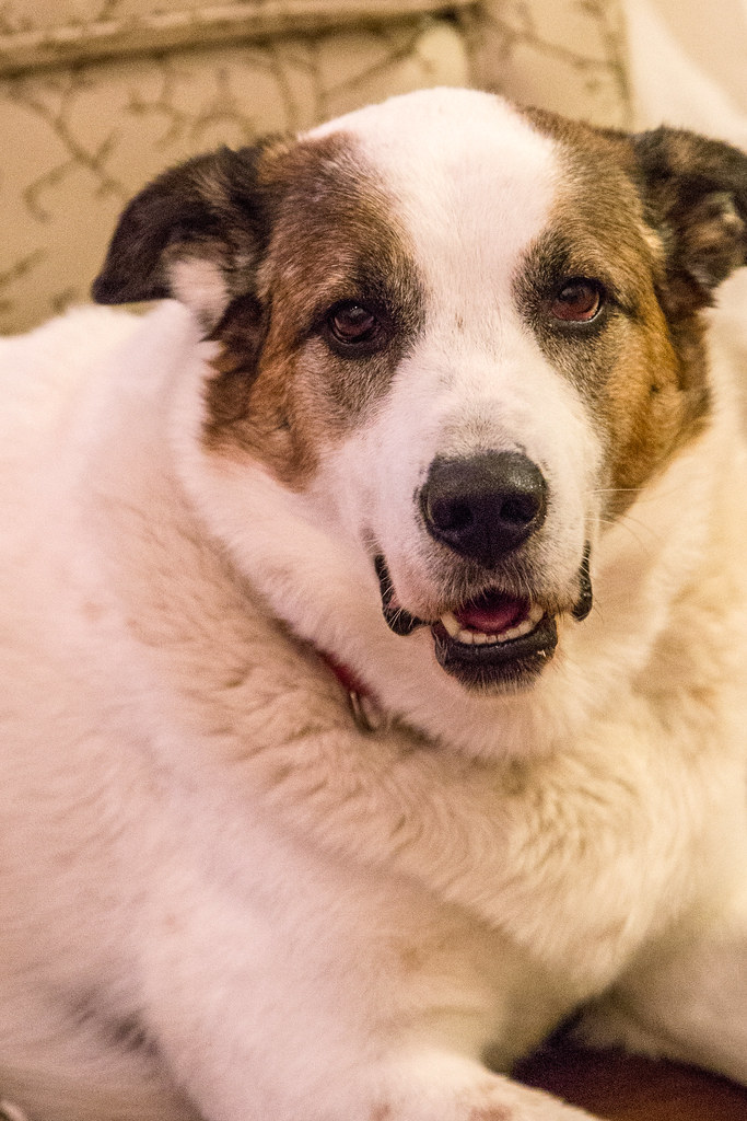 Dog sitting Randall Pugh Flickr