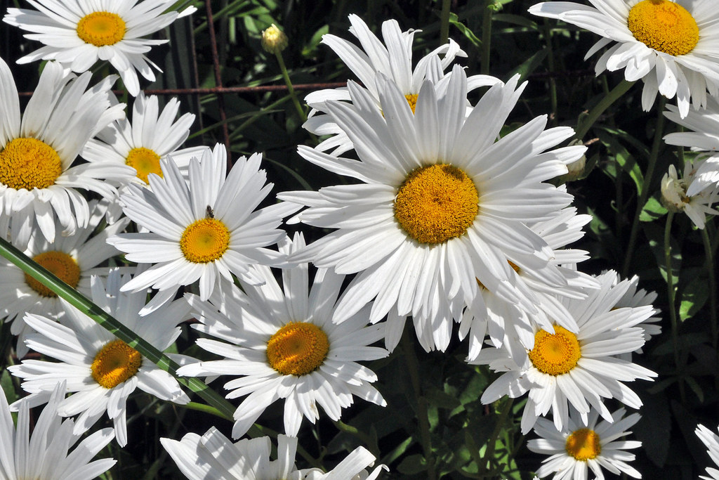 Daisies in Bloom in Pender Harbour, B.C. lmattis Flickr