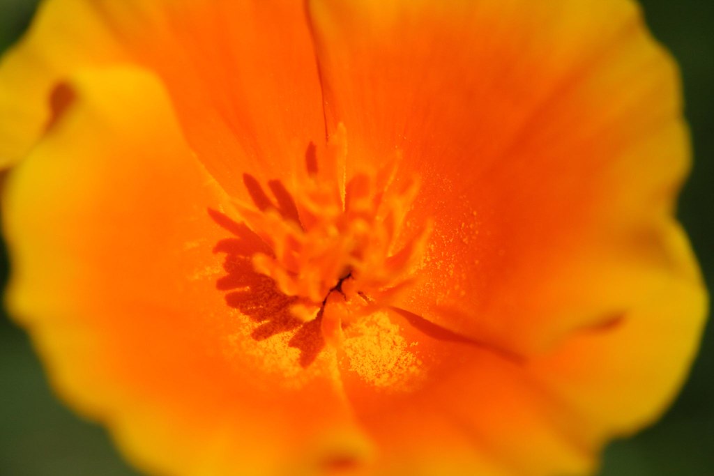 Pollen in Californian poppy flower The pollen count in Van… Flickr