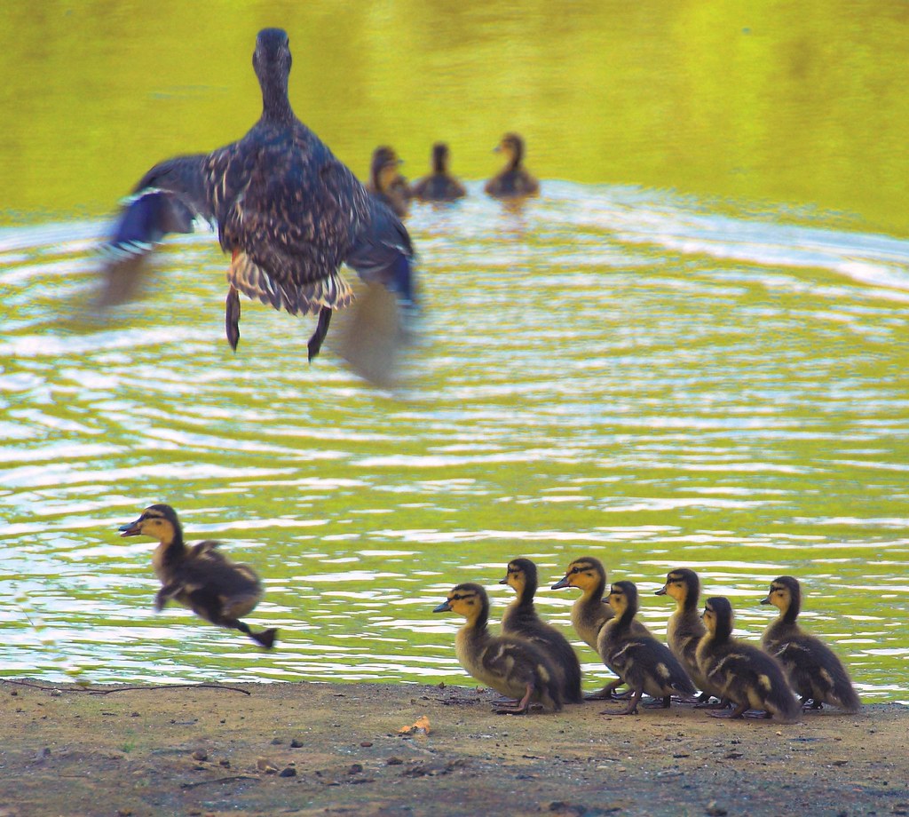 Flying Lessons Pease Road Pond, Manalapan NJ Bob Jagendorf Flickr