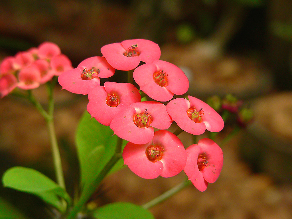 Kiss me quick (Best viewed in large) Don't know the name o… Flickr