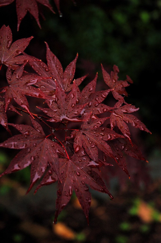 Japanese Maple Our little Japanese Maple in our backyard. … Flickr
