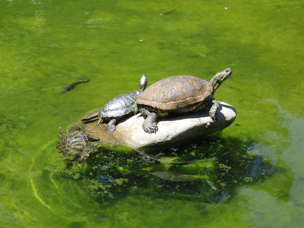 Turtle climbing on the rock The turtle was trying to climb… Flickr