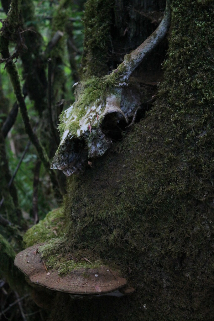 skull,moss,petrified mushroom, metal. alex Povey Flickr