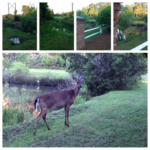 Deer Whispering IPhone5 snapshot During my walk at dawn ye… Flickr