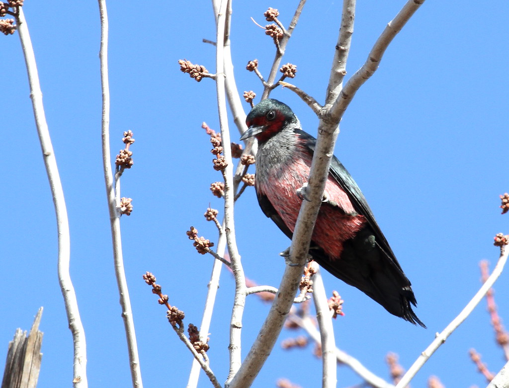 Lewis's Woodpecker Taylor Lake, OK Flickr