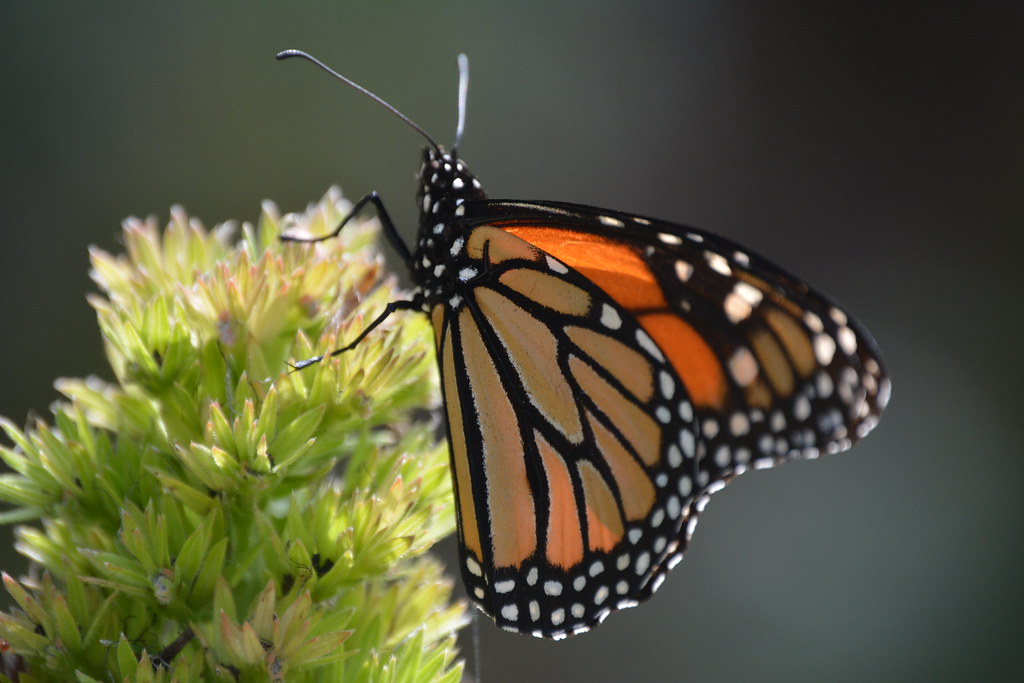 butterfly driving a truck Jason Rosenberg Flickr