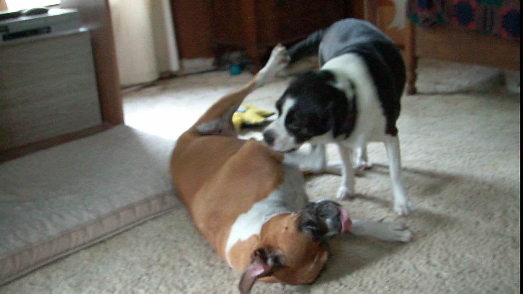 6272013_02_Dog_Fight Puppies roughhousing. Flickr