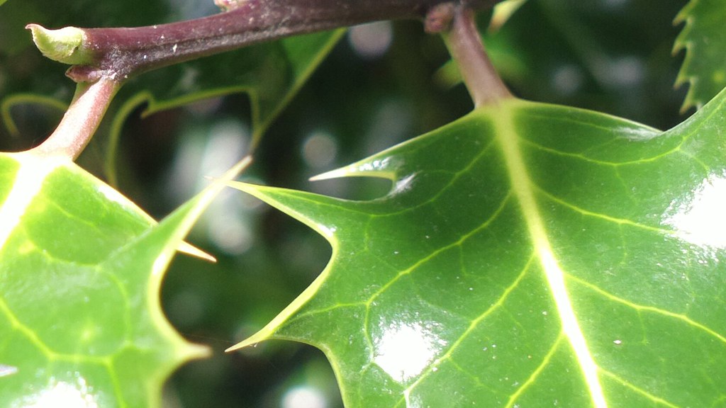 Holly leaves in the Iveagh Gardens (crop) hugovk Flickr