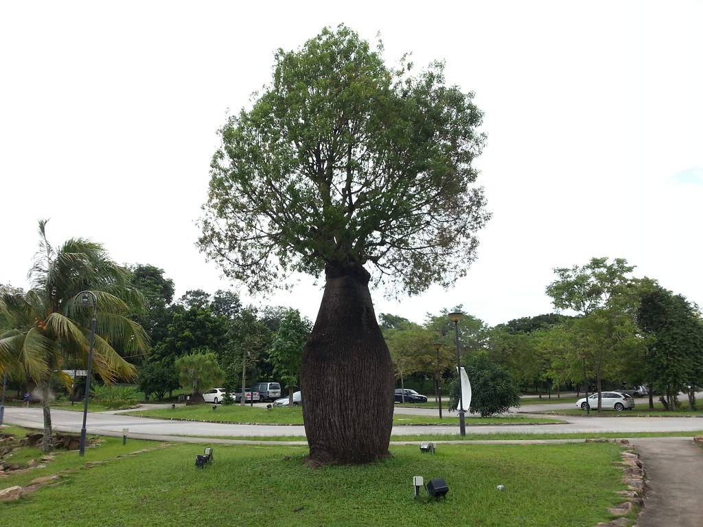 Bottle Tree Park Jnzl's Photos Flickr