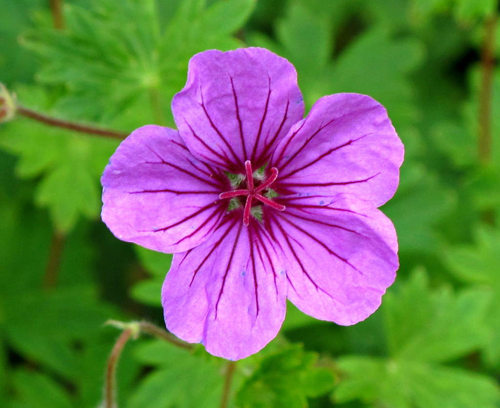 Kentlands, Flowers IMG_0231 Kentlands, Gaithersburg, Maryl… Flickr