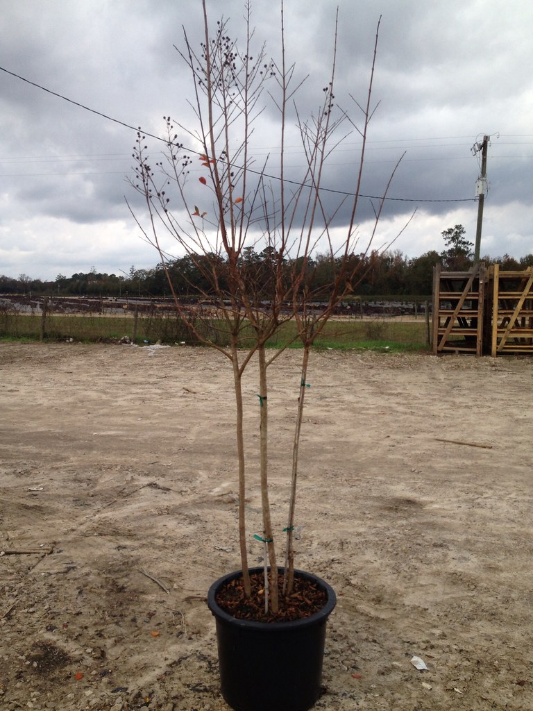 Hackney Nursery Dec 9th Flickr