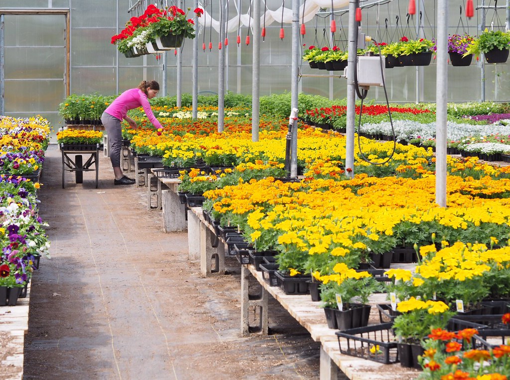Marlin Orchards & Garden Centre Great weekend for buying o… Flickr