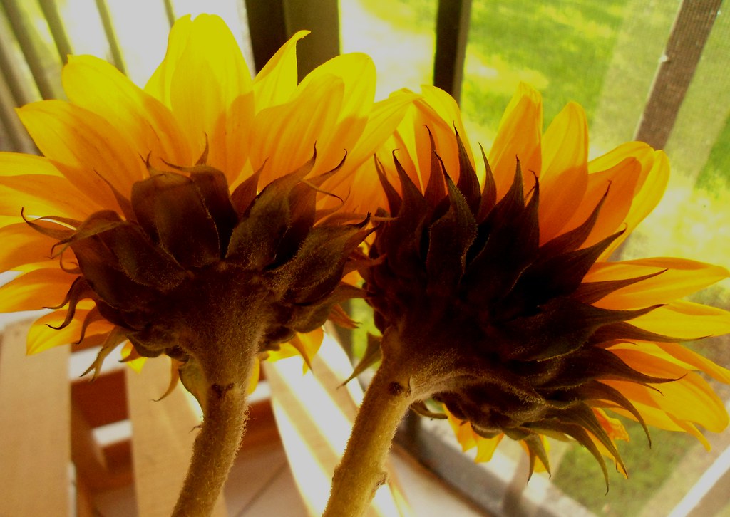 Sunflowers . South Florida Food and Wine Flickr