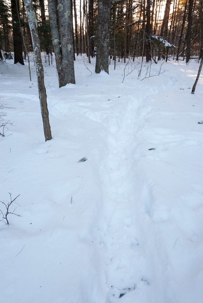 3652012015Deer Yard Deep packed trails in a winter dee… Flickr