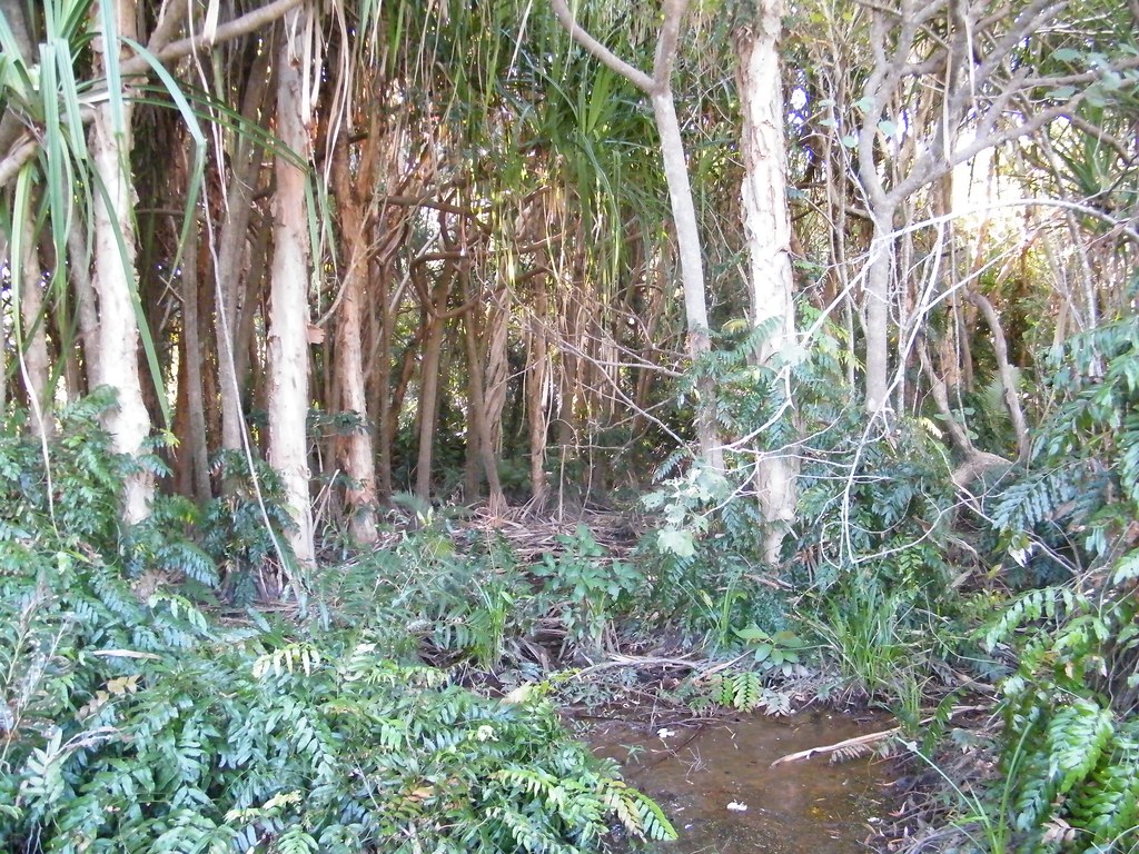 Paperbark Swamp Forest Cairns Botanical Gardens Cairns, QL… Flickr