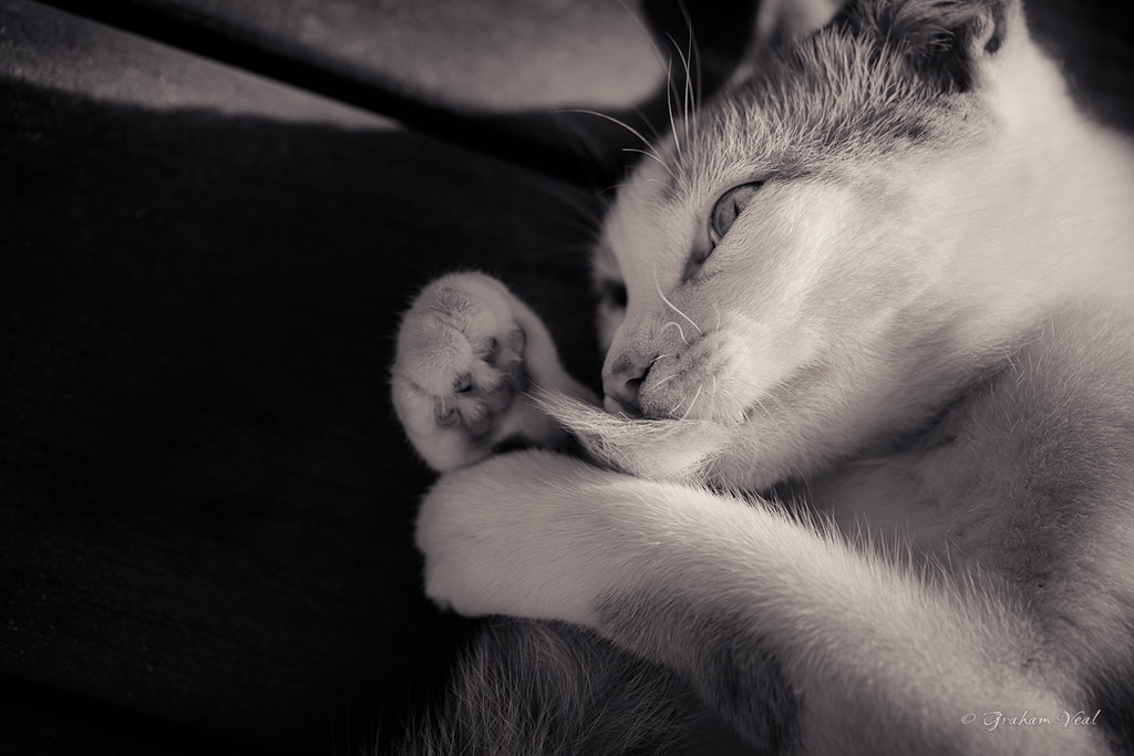 Eating my tail A cat eating it's own tail. Florida, USA