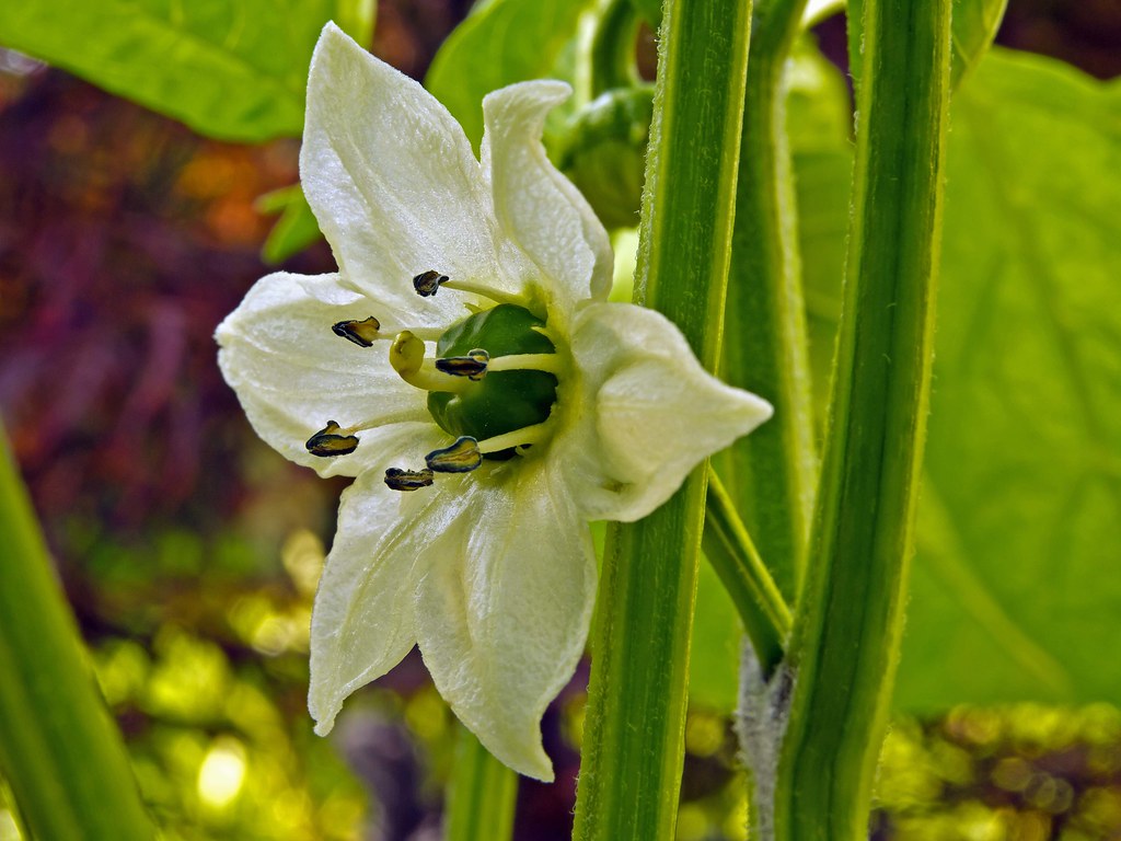 Sweet Pepper Flower Capsicum, Bell Pepper niloc's pic's Flickr