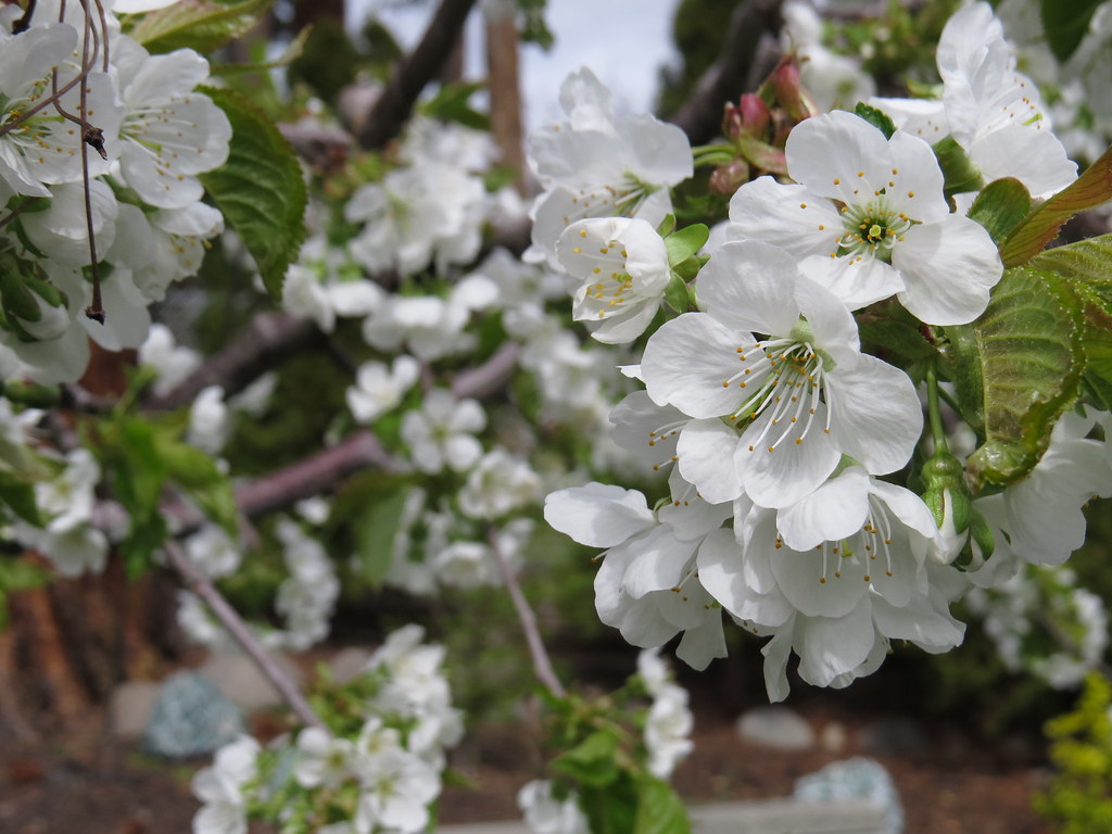 Spring time in the Okanagan Cherry Blossoms Maureen Joll… Flickr