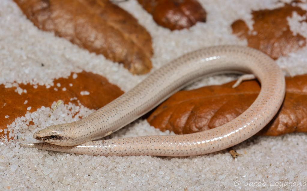 Sand Skink (Neoseps reynoldsi) The Sand Skink is an