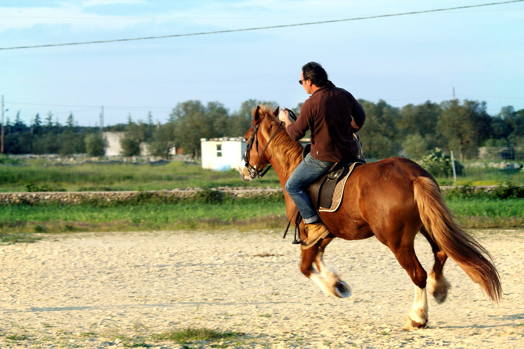 Best Horse Riding in Dubai A Comprehensive Guide