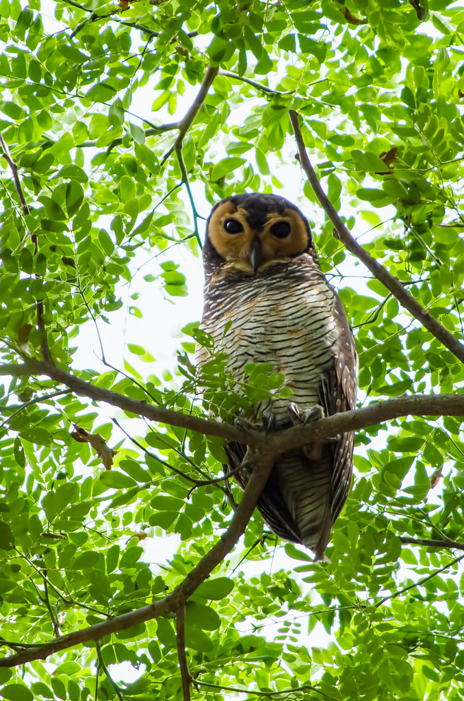 Spotted wood owl Pasir Ris Beach Park, Singapore looyaa Flickr