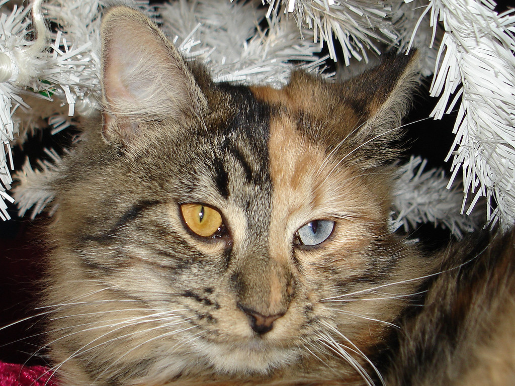 Patti's Pet perfection My grooming , my best friends !!! Flickr