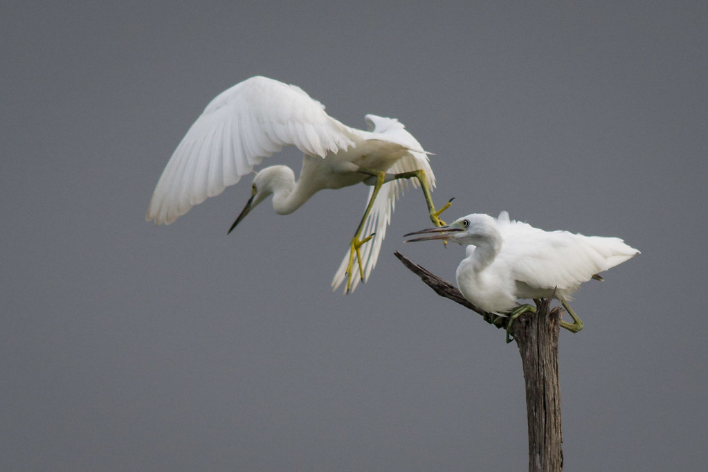 Fly By I was admiring two juvenile little blue herons eleg… Flickr