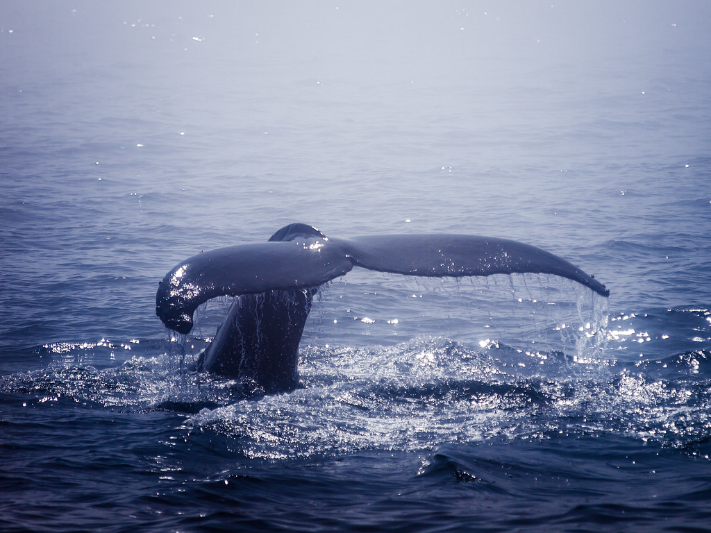 Humpback Whale Humpback Whale on the Princess Whale