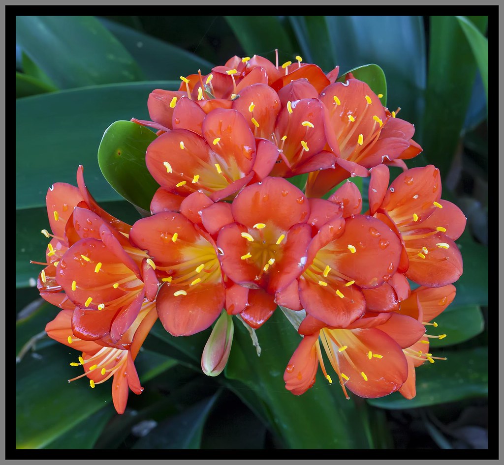 Toowoomba Flowers038= Toowoomba Flowers John Flickr