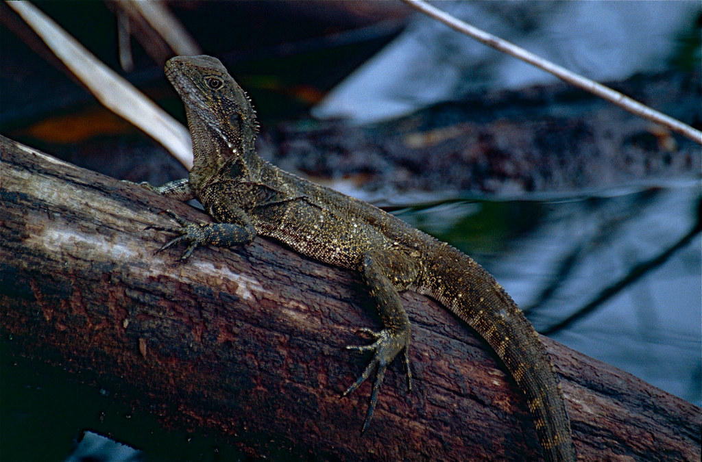 Australian Water Dragon (Physignathus lesueurii) female Flickr