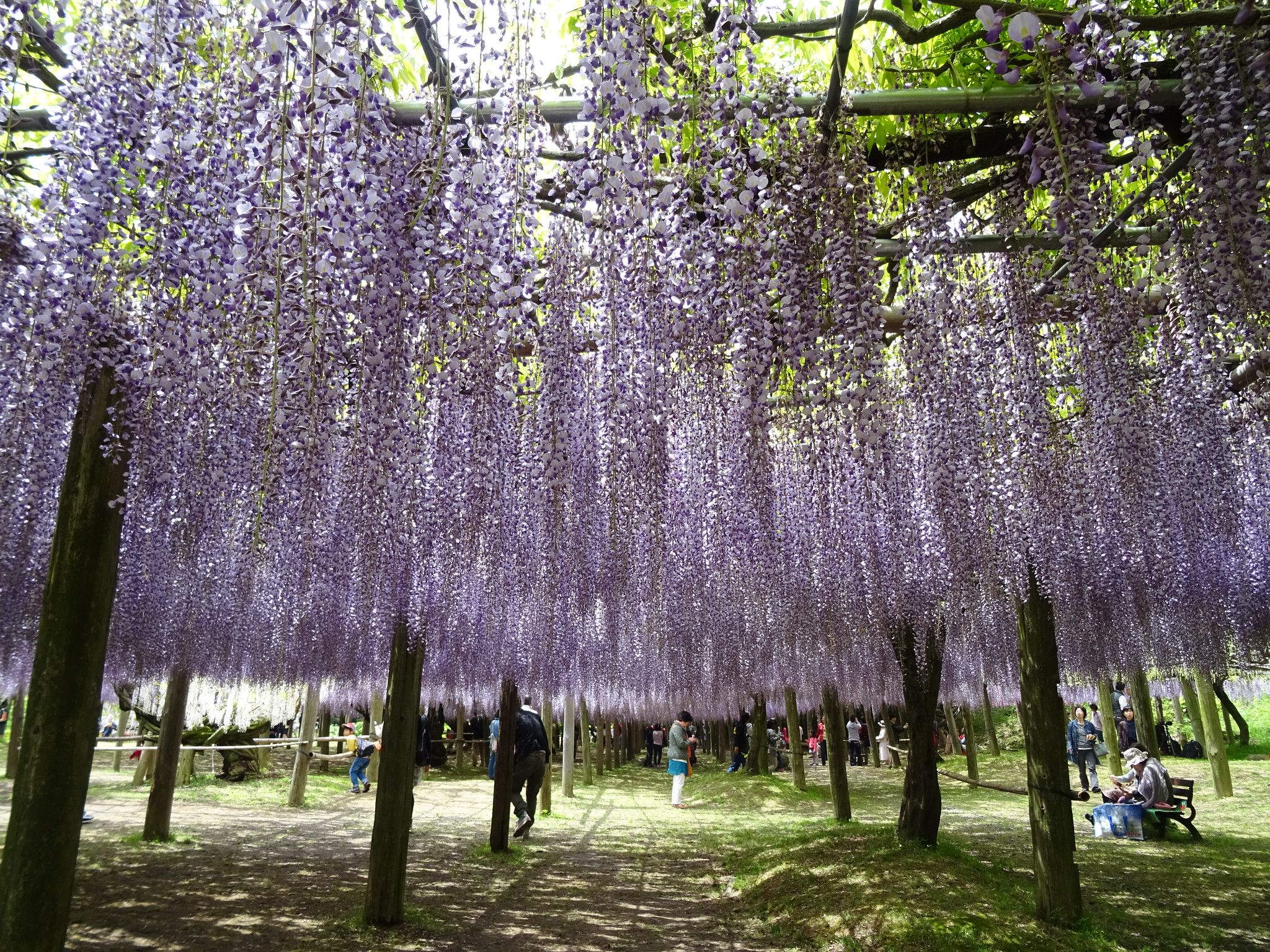 Japan's Wisteria Gardens are Breatakingly Beautiful