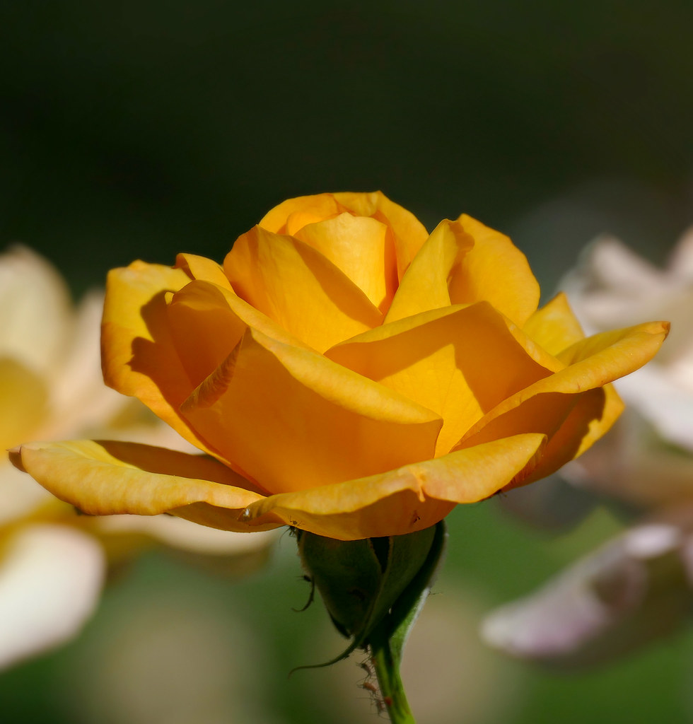 Yellow Rose Denver, Colorado Colorado Sands Flickr
