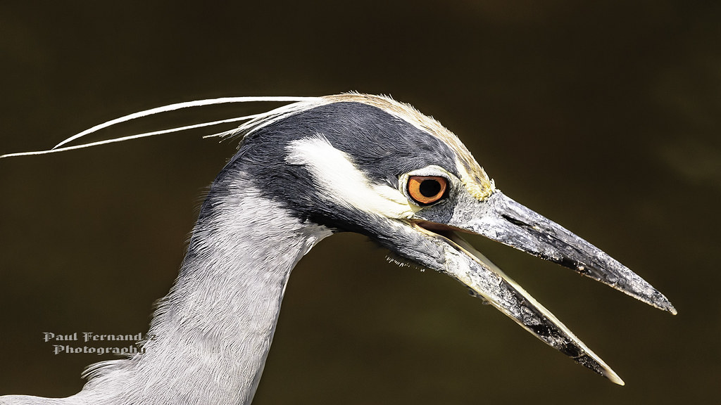 Yellow Crowned NightHeron Squawking About Something Flickr
