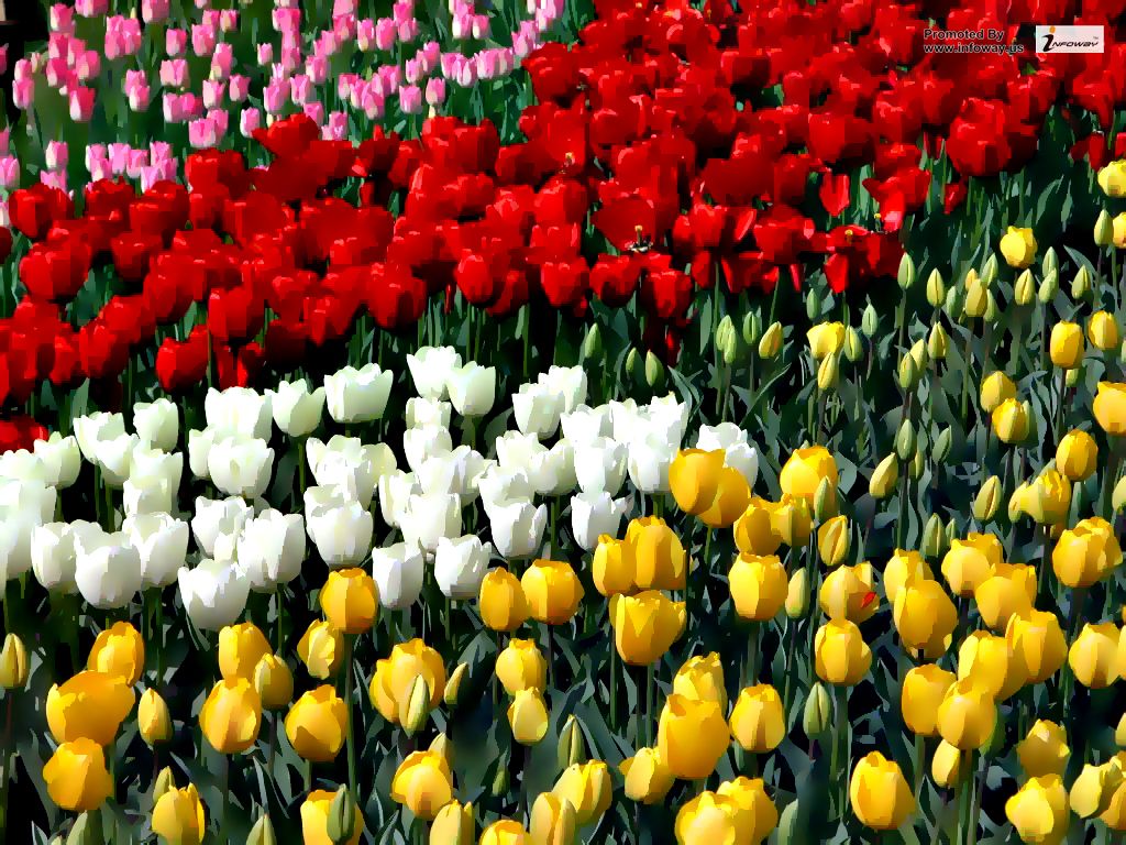 Tulip flower garden wallpapers Tulip flower garden wallpap… Flickr