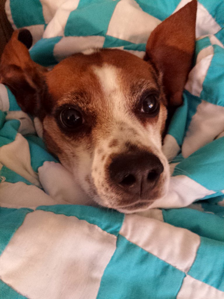 Untitled Critter Care and Cab Pet Sitter Knoxville TN Brandy Dunn