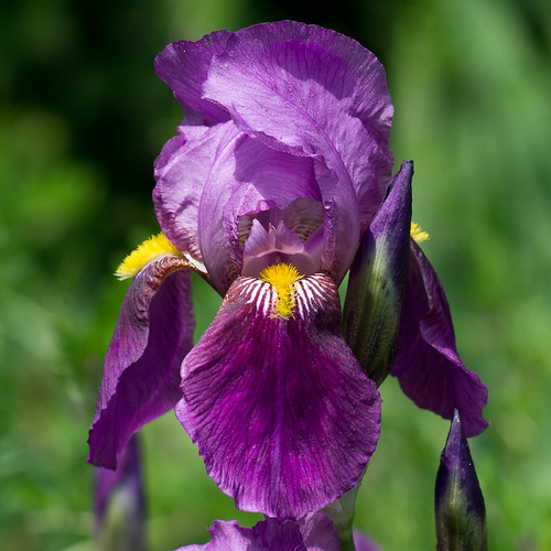 Iris 'Seminole' 1920 Bob Gutowski Flickr