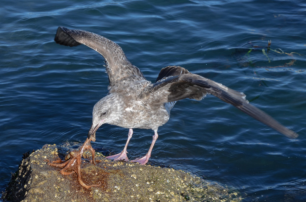 Seagull eating a octopus (alive) Seagull eating a octopus … Flickr