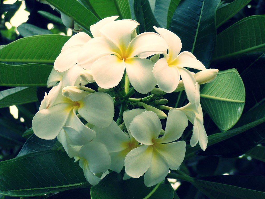 Beautiful Flowers KailuaKona, Hawaii artistkrislevi Flickr
