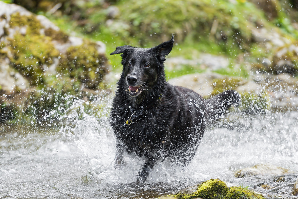 Black dog running in the river II a photo on Flickriver