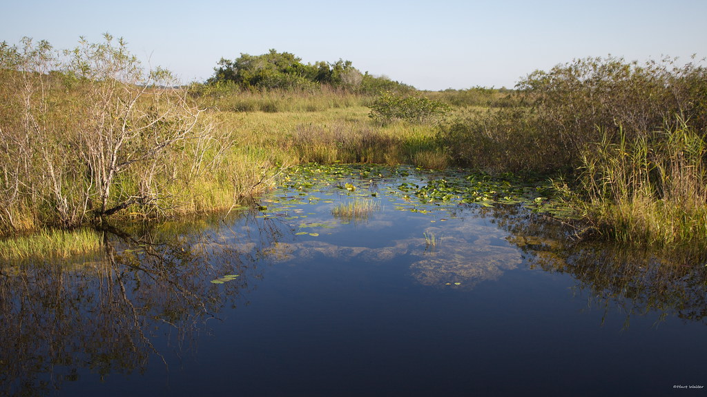 Everglades, habitat FL IMG_2604 Hartmut Walter Flickr