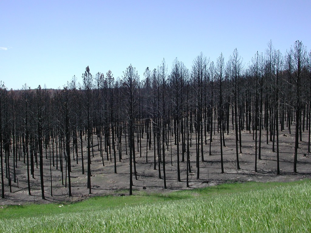 Aftermath of 2000 Jasper Fire Aftermath of 2000 Jasper Fir… Flickr
