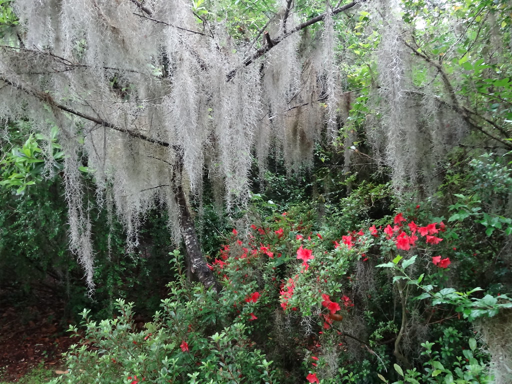 Spanish Moss ( Tillandsia usneoides) with azalea at Magnol… Flickr