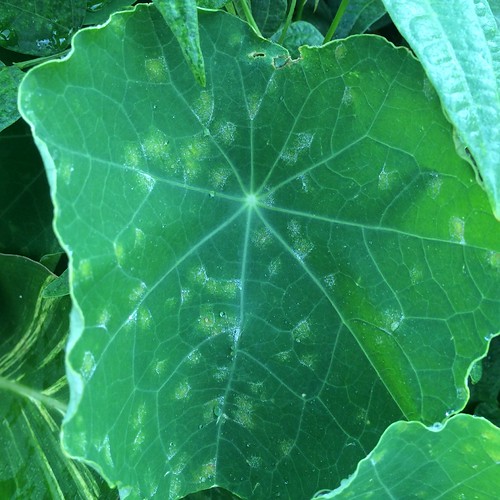Nasturtium Powdery mildew A fungal disease Scot Nelson Flickr