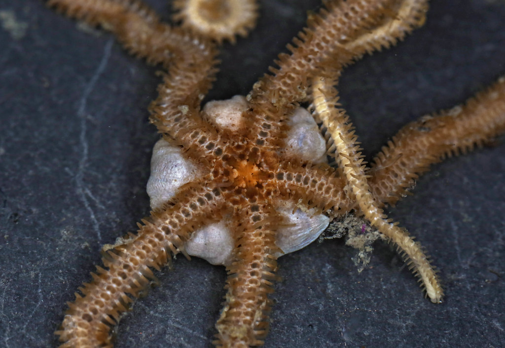 Longrayed Brittle Star (Amphiodia occidentalis) a photo on Flickriver