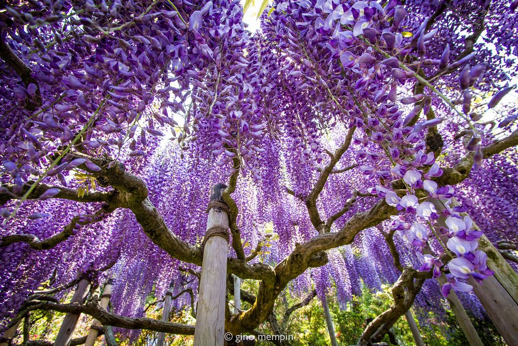 Japan.2016.073 Wisteria Trellis Ashikaga Flower Park Ashik… Flickr
