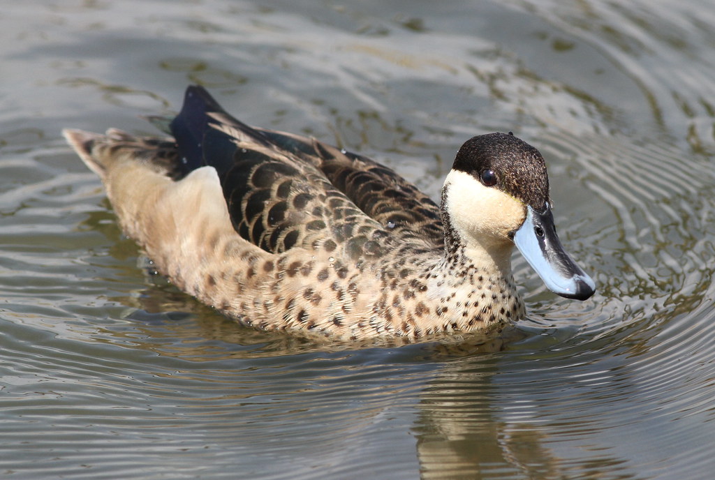 Hottentot Teal, Anas hottentota at Marievale Nature Reserv