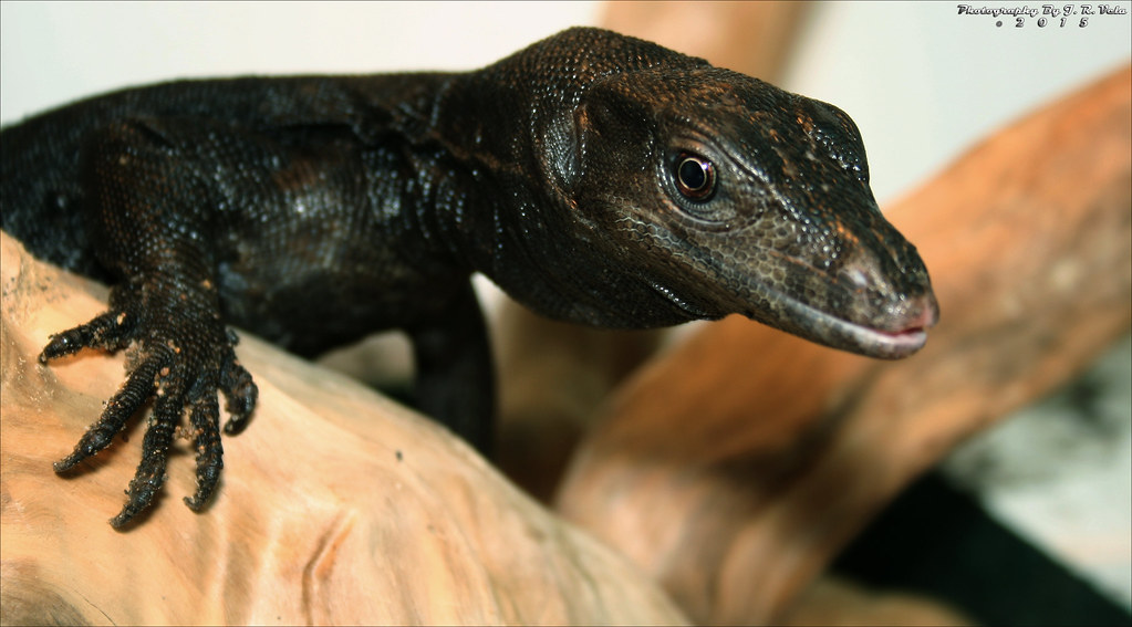 10/8/2015 BDVS2 Black Dragon Varanus Salvator 2' Black Dra… Flickr